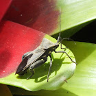 Florida leaf-footed bug