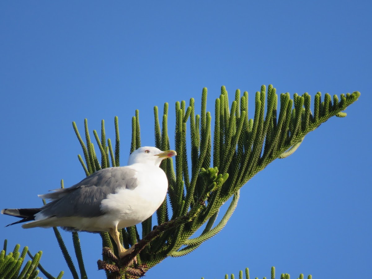 Lesser black-backed Gull