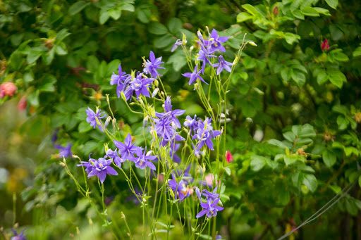 Wildflowers in Juneau, Alaska.