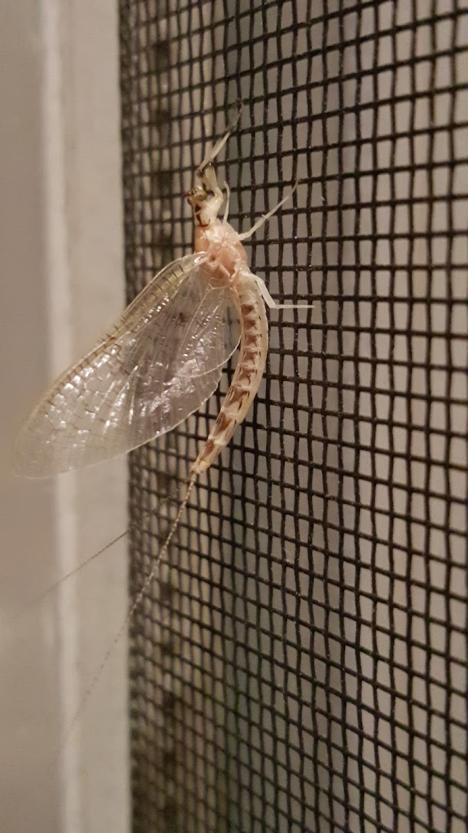 Mayfly