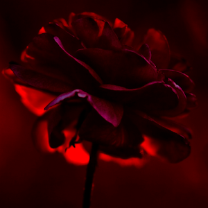 live red rose wallpaper.apk 1.1