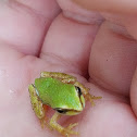 Pacific Chorus Frog