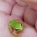 Pacific Chorus Frog