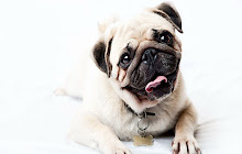 Pugs Wallpapers HD small promo image