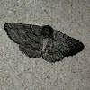 Black Geometrid Moth -1