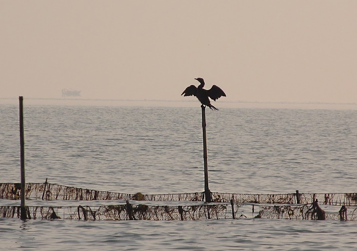 Indian Cormorant