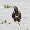 Bald Eagle (Juvenile)