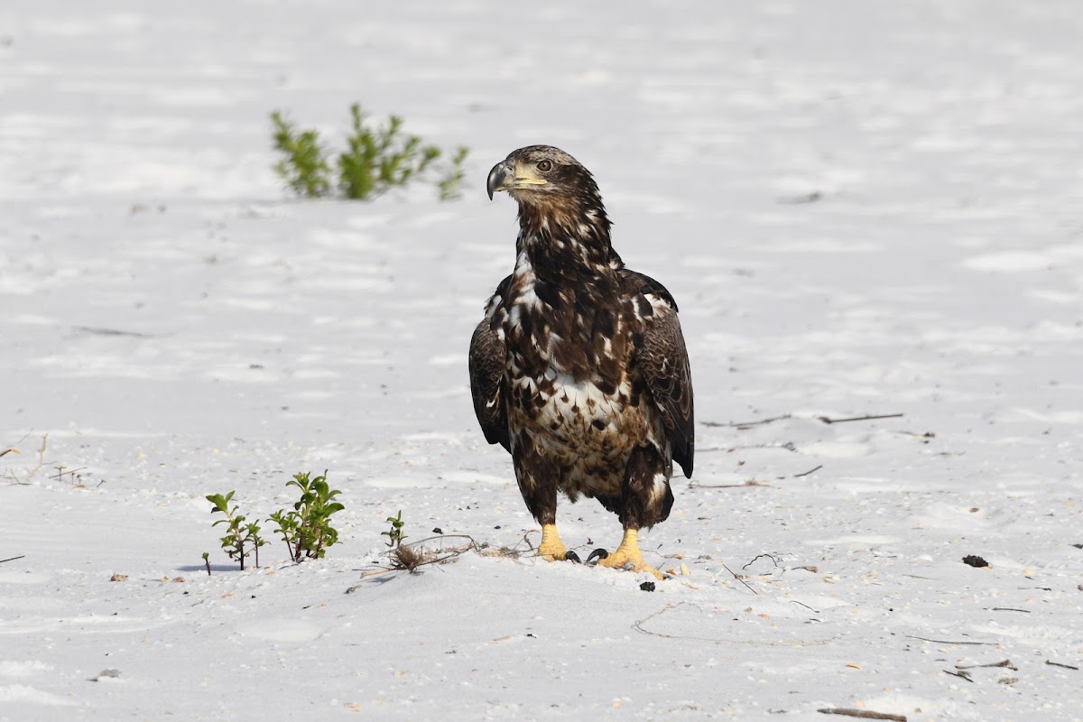 Bald Eagle (Juvenile)