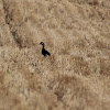 wood duck