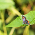 Purples Sapphire (斜斑彩灰蝶)