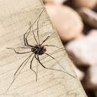 European Harvestman