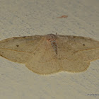 moth