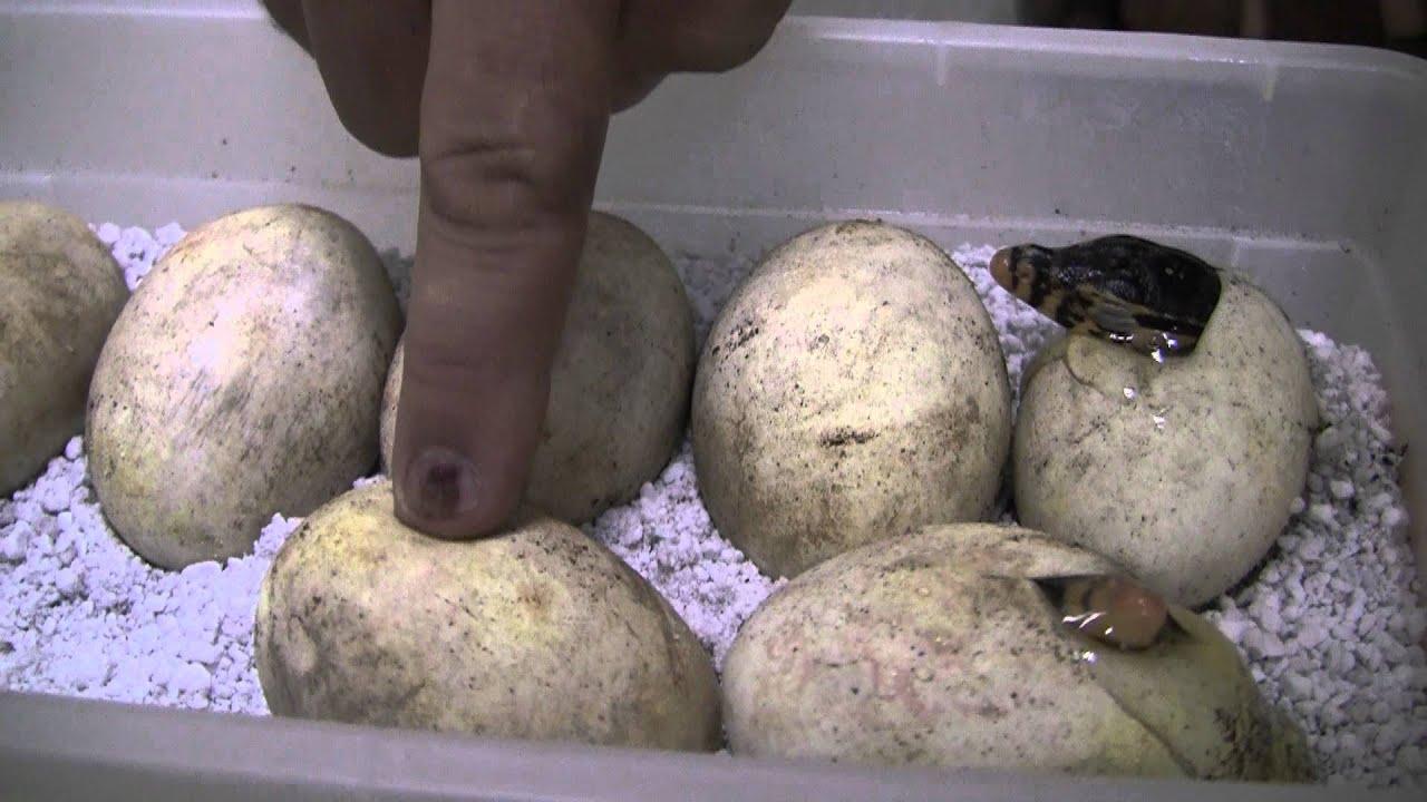 Resulta ng larawan para sa mangrove monitors hatching eggs