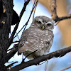 Owlet - Spotted Owlet