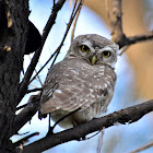 Owlet - Spotted Owlet