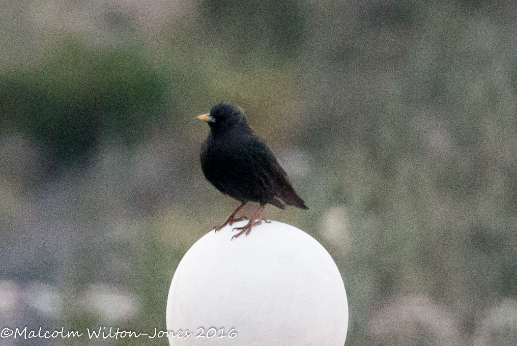 Spotless Starling; Estornino Negro