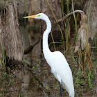 Great egret (adult)