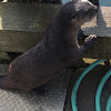 North American River Otter