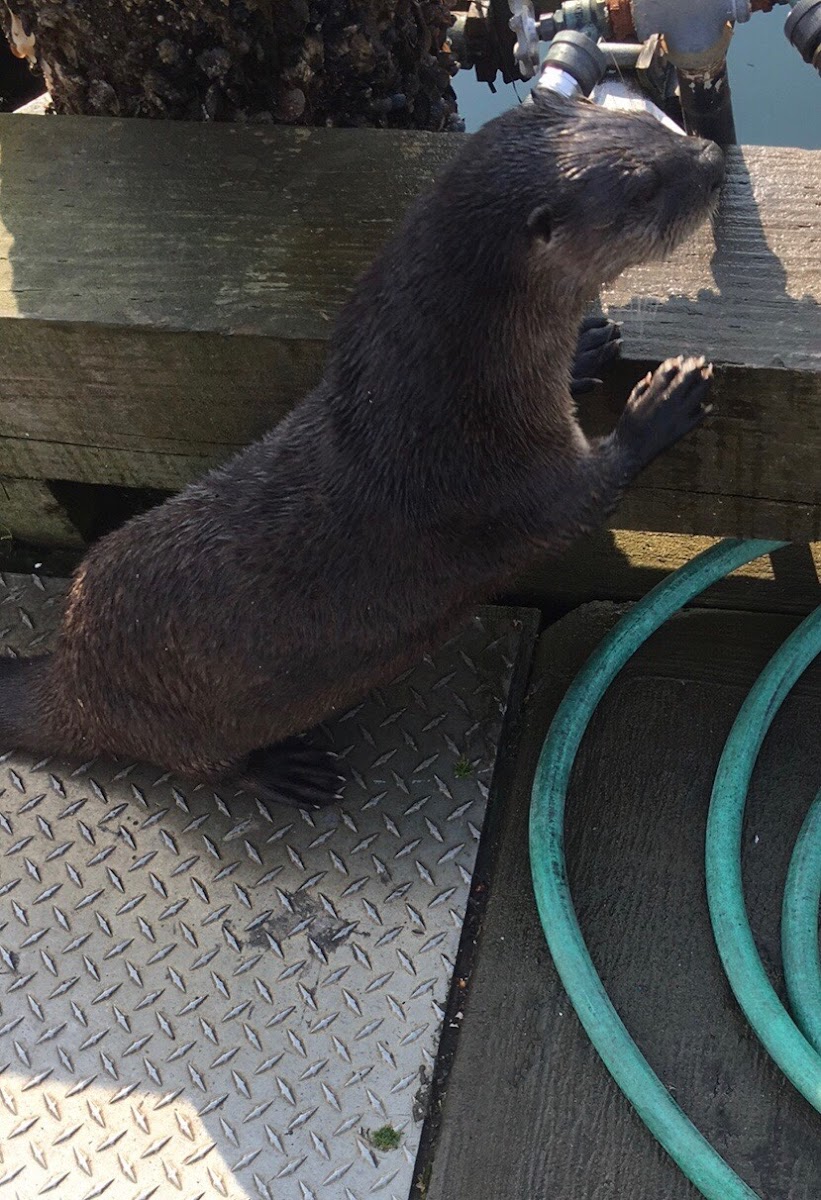 North American River Otter