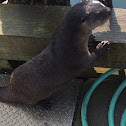 North American River Otter