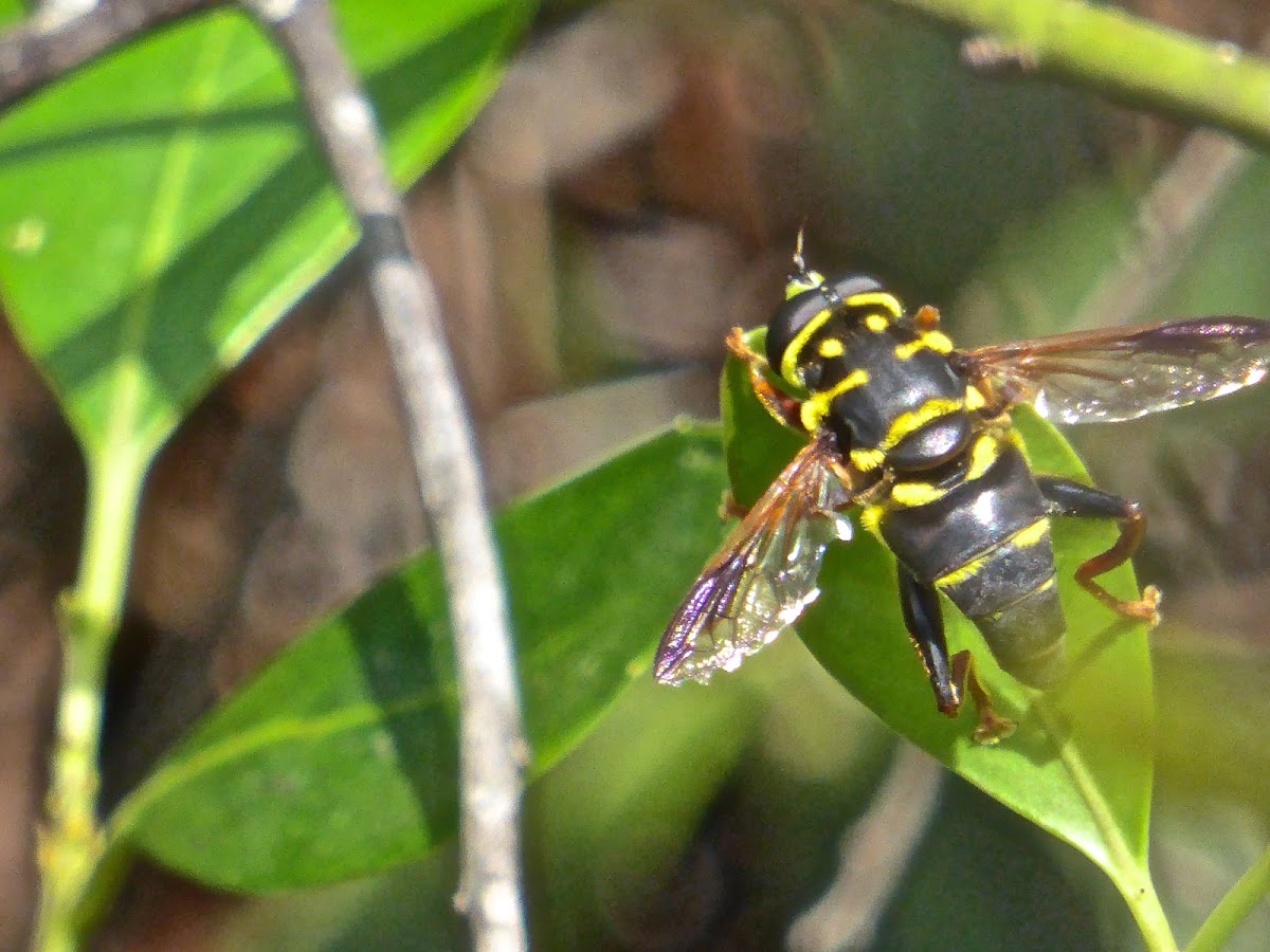 Syrphid Fly