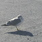 Black-tailed Gull