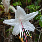 Swamp Azalea