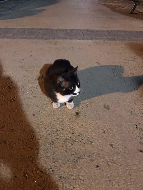 タントカスタムの早朝洗車✨・やっぱりステーキ🥩・赤い橋・撮影会・今晩ニャー🐱に関するカスタム事例の投稿画像10枚目