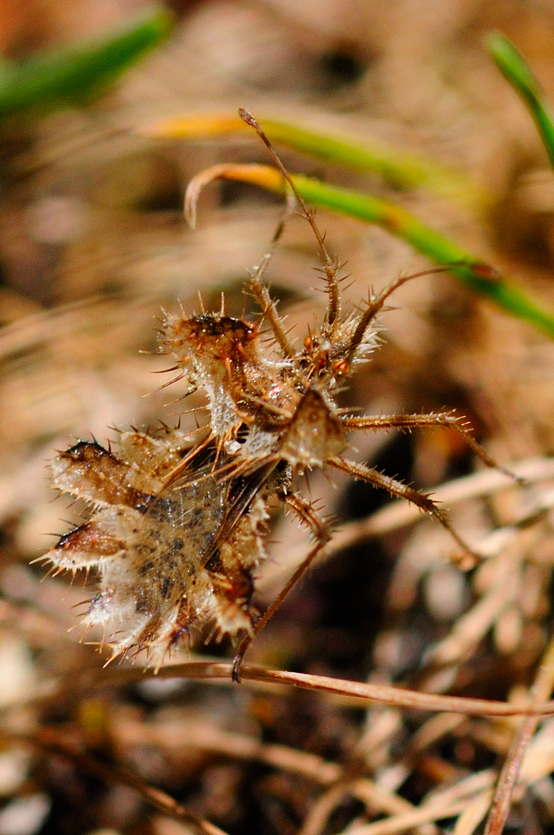 Golden Egg Bug