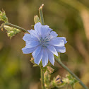 Chickory