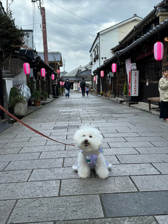ザ・ビートル のしんや🐶ガブオート🐶さんが投稿したカスタム事例の投稿画像9枚目