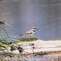 Little Ringed Plover; Chorlitejo Chico