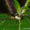 Orchard Orbweaver