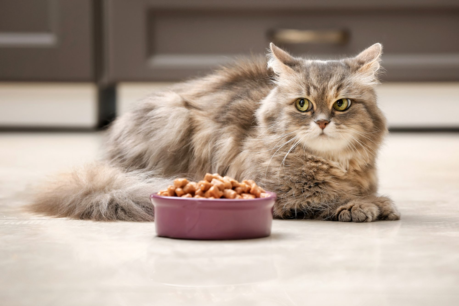 picking-the-right-wet-food-for-diabetic-cat