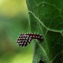 Assassin bug