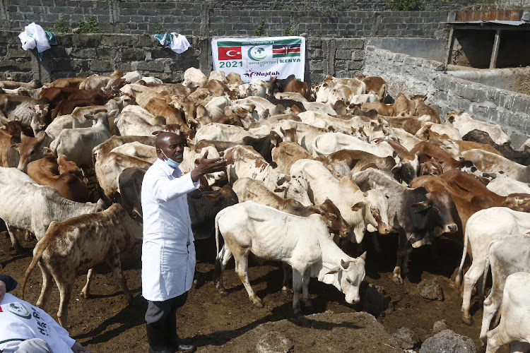 Some of over 100 herd of cattle at Barnabas Community slaughter house in Nakuru today. The cattle were donated by Turkish government through its Ambassador to Kenya Ahmet Cemil.