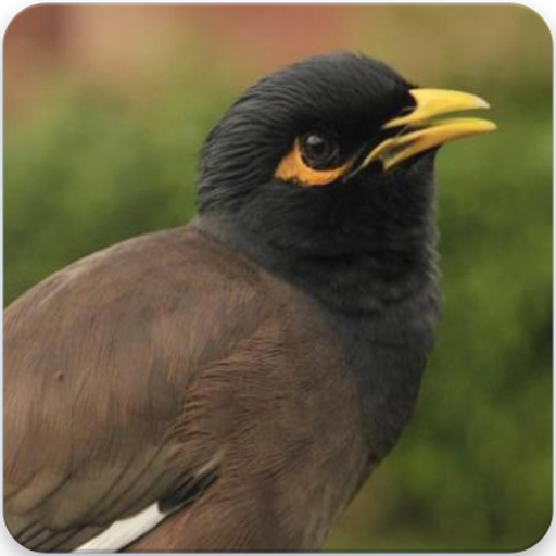 App Insights Master Kicau Jalak Nias Suara Burung Jalak Nias