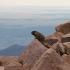 Yellow-bellied Marmot