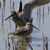 Stilt Sandpiper