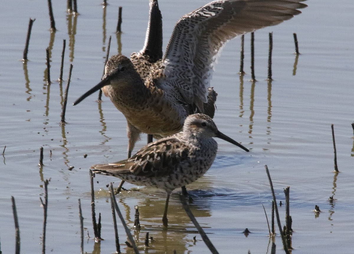 Stilt Sandpiper