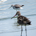 Black-tailed Godwit