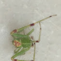 Green Hairy Crab Spider