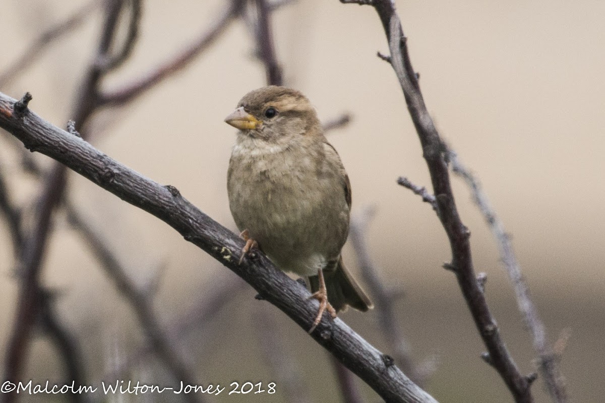 House Sparrow; Gorrión Común