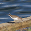 Spotted Sandpiper, non-breeding plumage