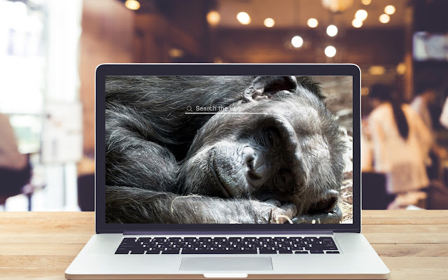 Chimpanzee HD Wallpapers Background Theme