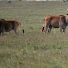 Common eland