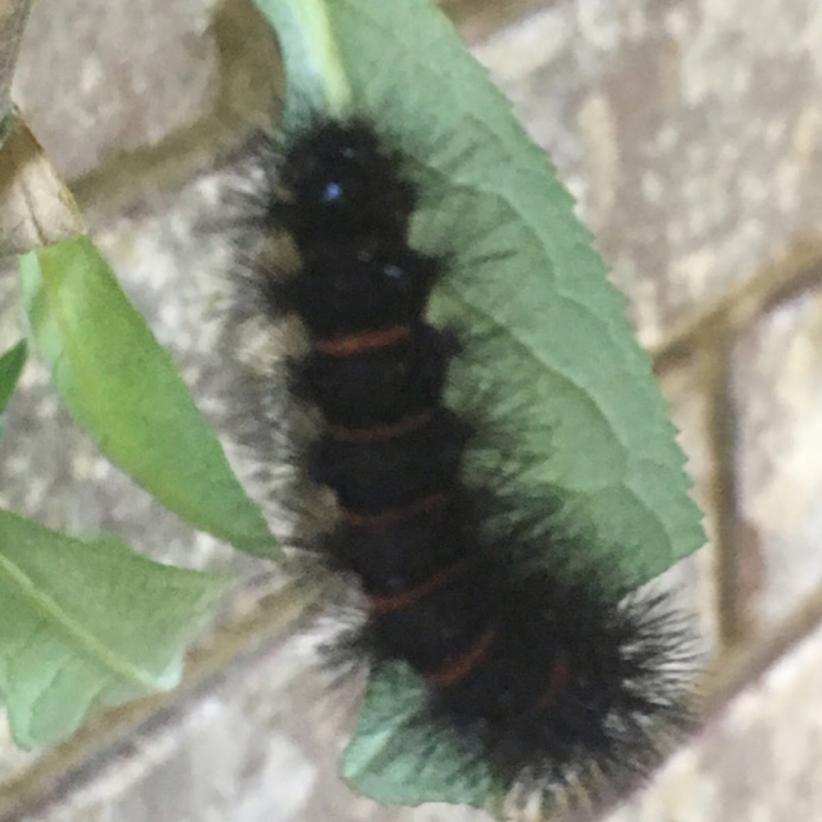 Giant leopard moth caterpillar