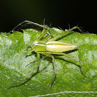 Lynx Spider