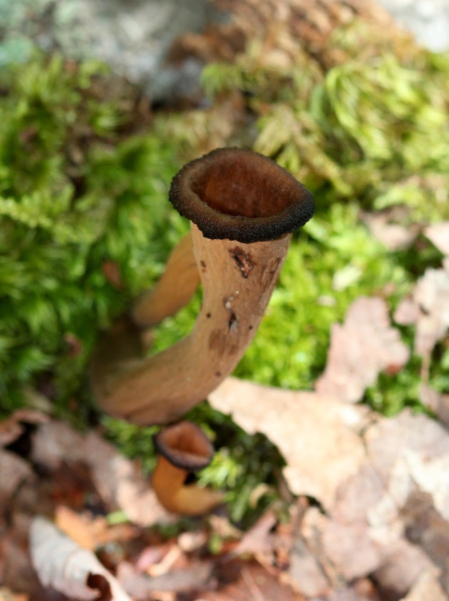 Black Trumpet Mushrooms