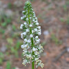 White mignonette (λευκή ρεζεντά)